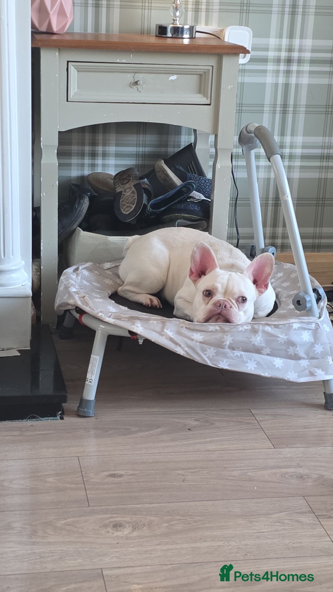 French Bulldog dogs 1yr old female frenchie - Advert 1