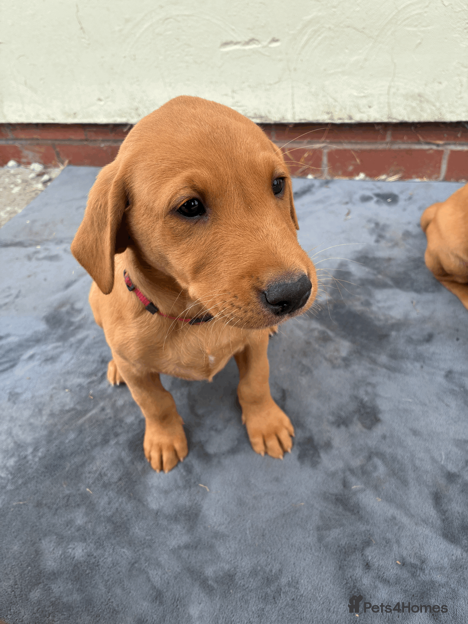 Labrador Retriever dogs Fiorella Fantastica's Fox Red Puppies - Advert 2