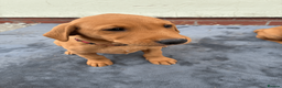 Labrador Retriever dogs for sale: Fiorella Fantastica's Fox Red Puppies - Advert 2
