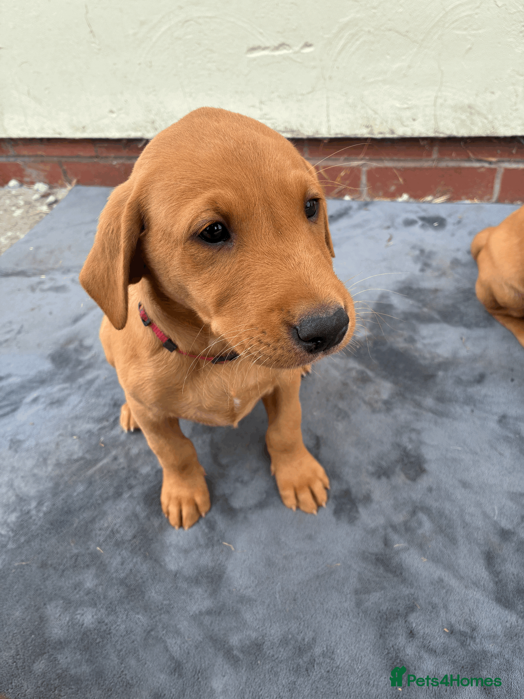 Labrador Retriever dogs for sale: Fiorella Fantastica's Fox Red Puppies - Advert 2