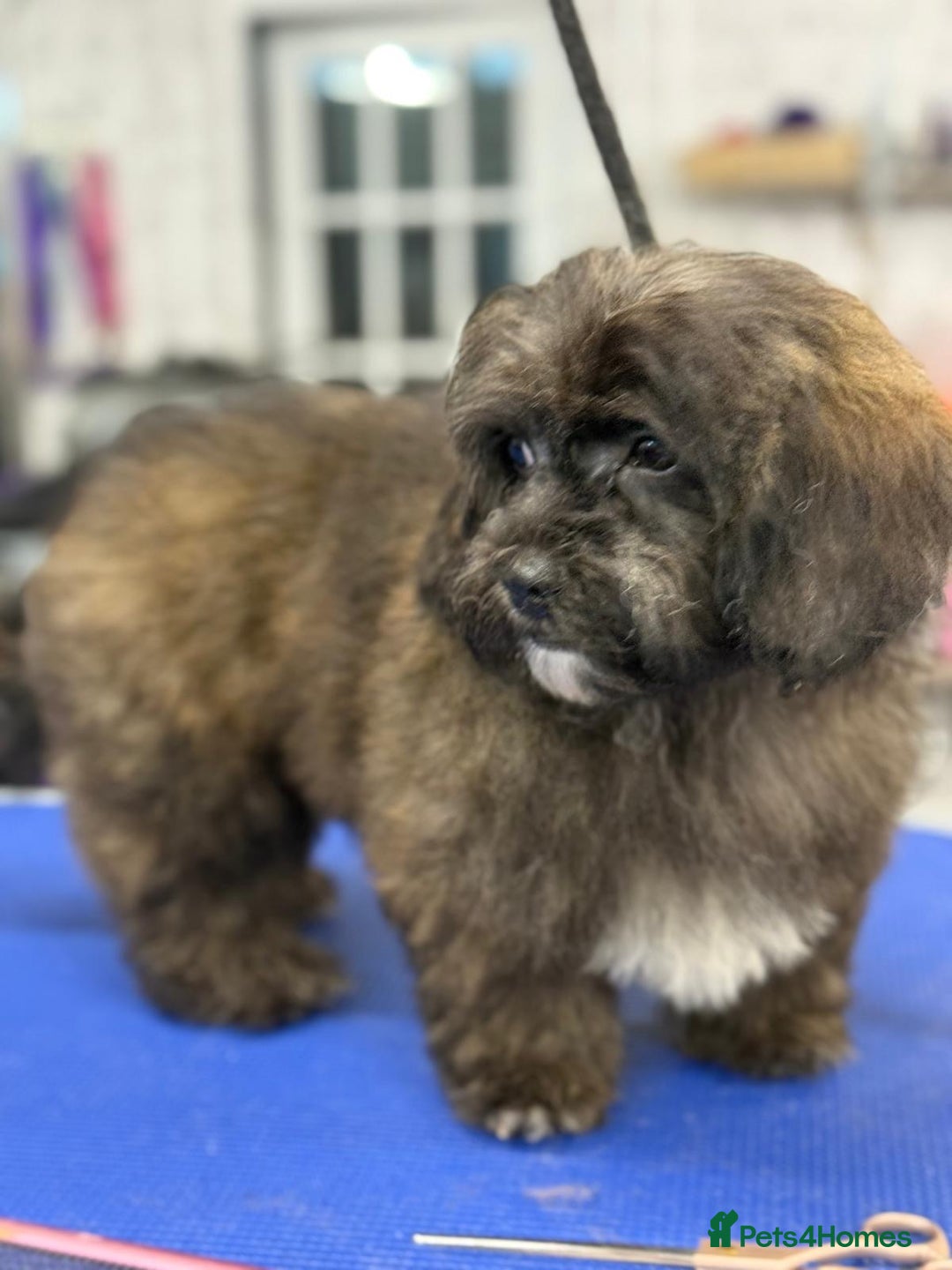 Shihpoo dogs for sale: 🩷 Beautiful Shihpoo Girl available 🩷 - Image 3