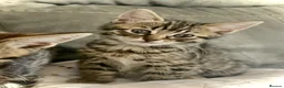 Bengal cats for sale: Gorgeous bengal kitten  in Radstock - Advert 6