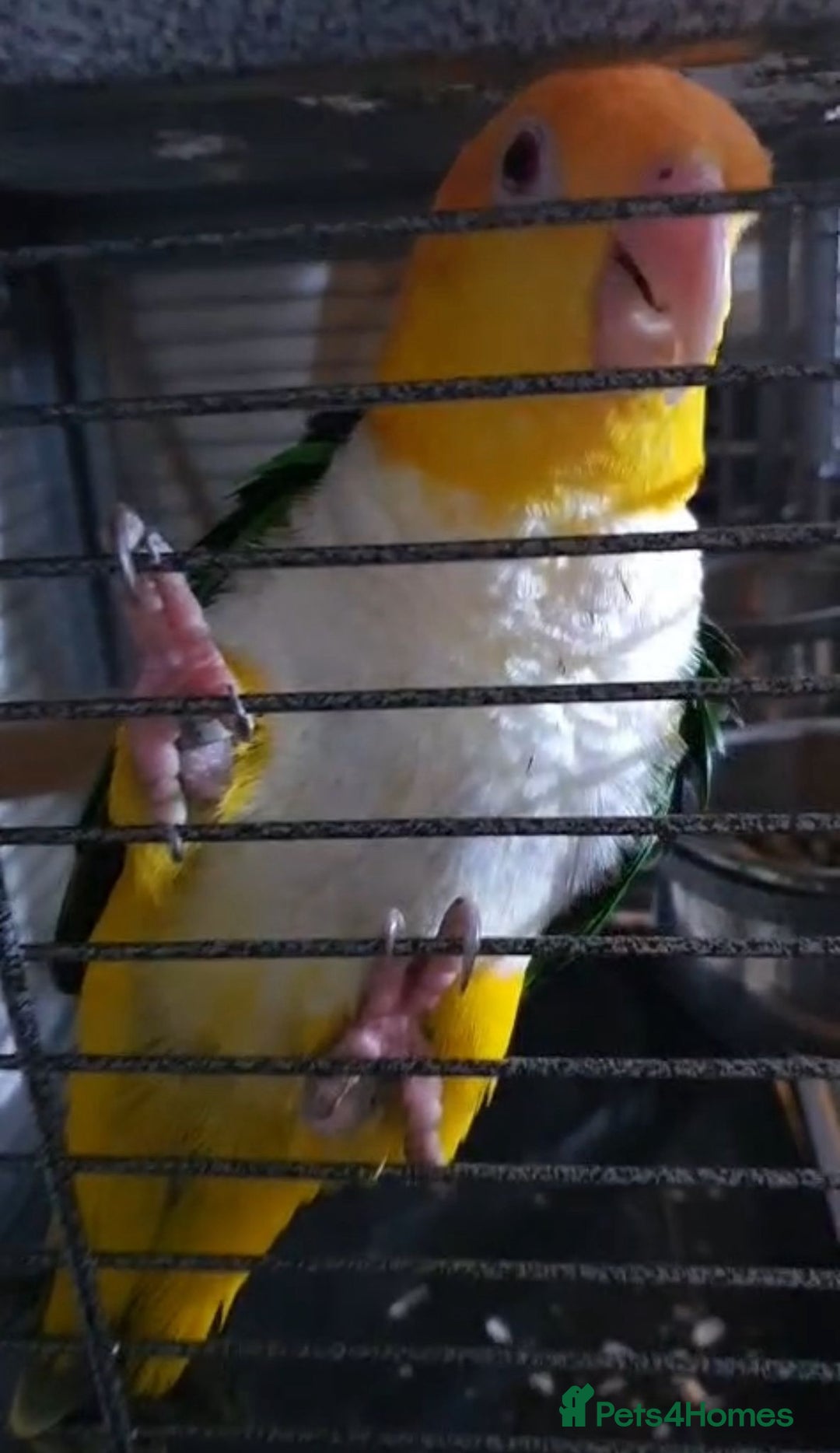 Parrots birds for sale: Beautiful white-bellied Caique ❤️♥️💖 - Image 3