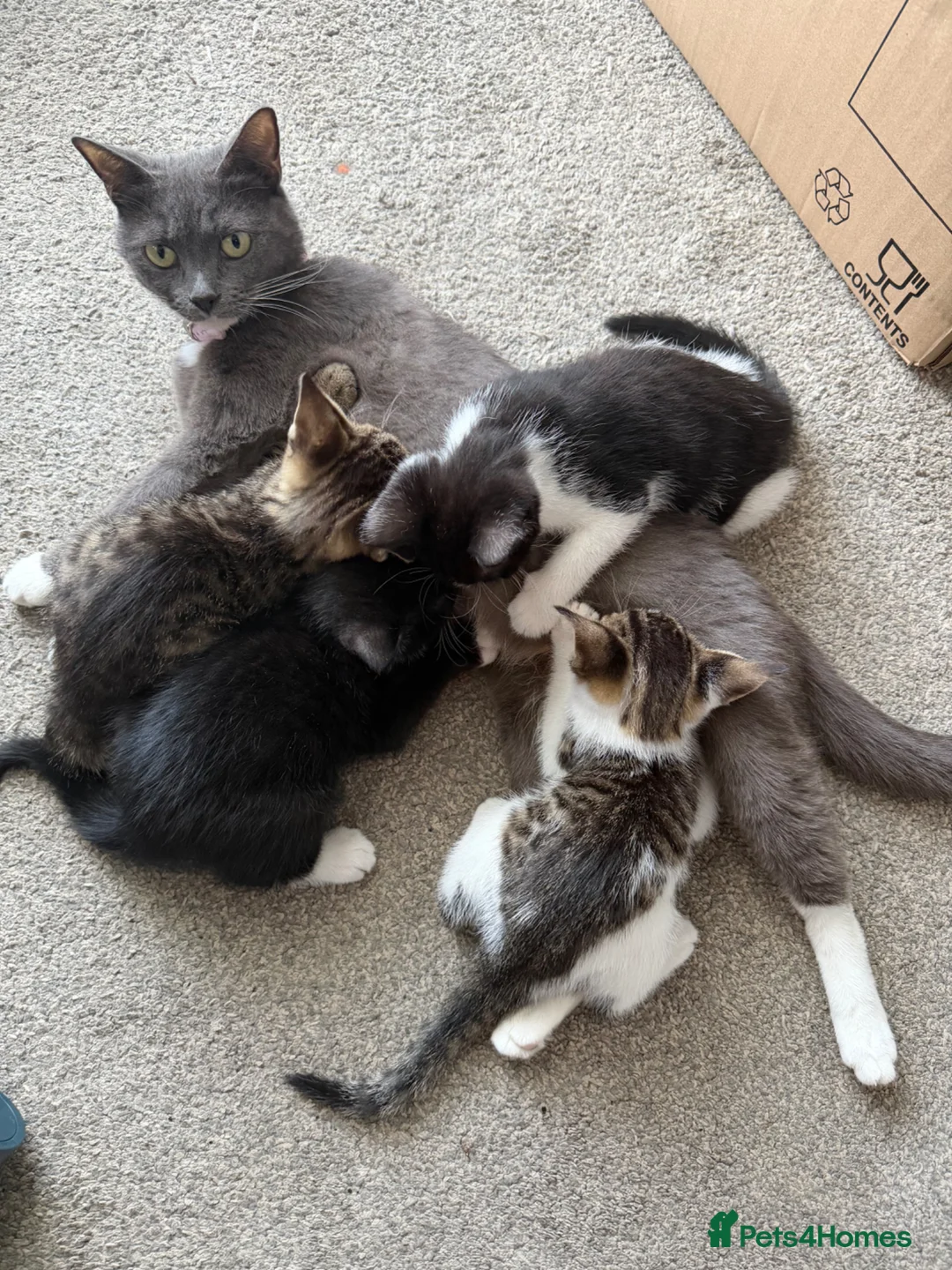 Mixed Breed cats for sale: Here we have a lovely litter of 4 kittens in Kidderminster - Advert 2