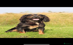 Cocker Spaniel dogs for sale: Working cocker spaniel pups due on 19th November - Image 6