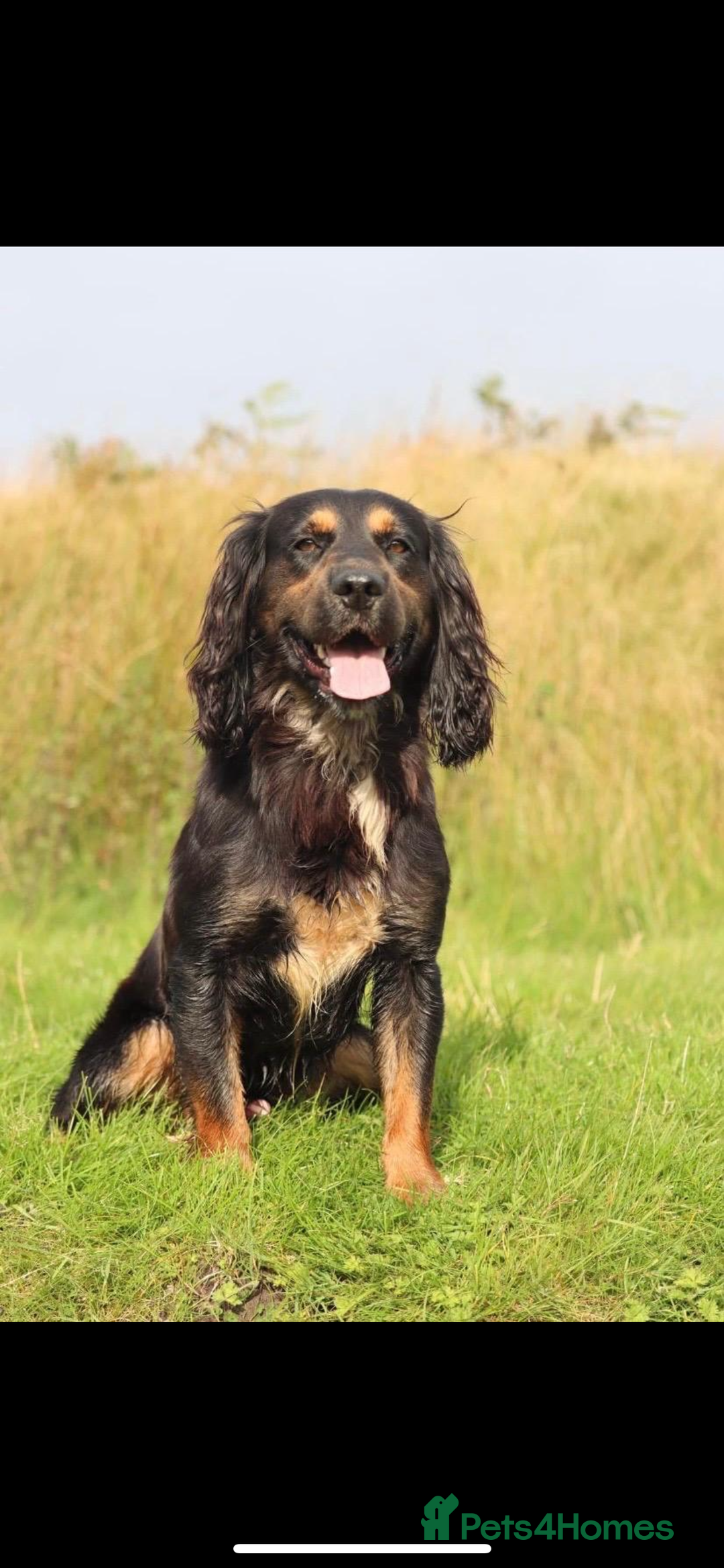 Cocker Spaniel dogs for sale: Working cocker spaniel pups due on 19th November - Image 6