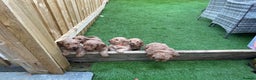 Cockapoo dogs for sale: F1 Miniature Cockapoo  - Advert 22