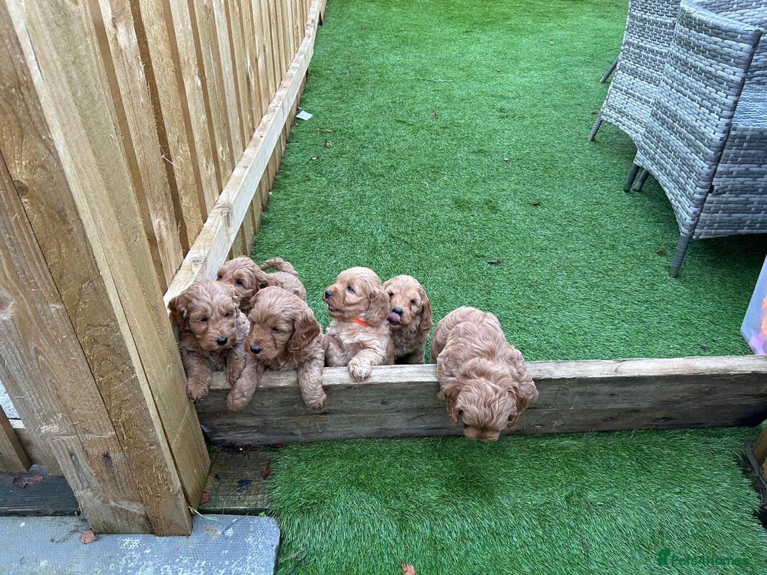 Cockapoo dogs for sale: F1 Miniature Cockapoo  - Advert 22