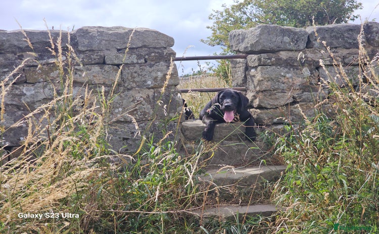 Labrador Retriever dogs in York - Advert 16