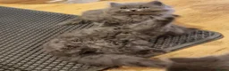 British Longhair cats for sale: Adorable British Blue longhair kittens - Advert 7