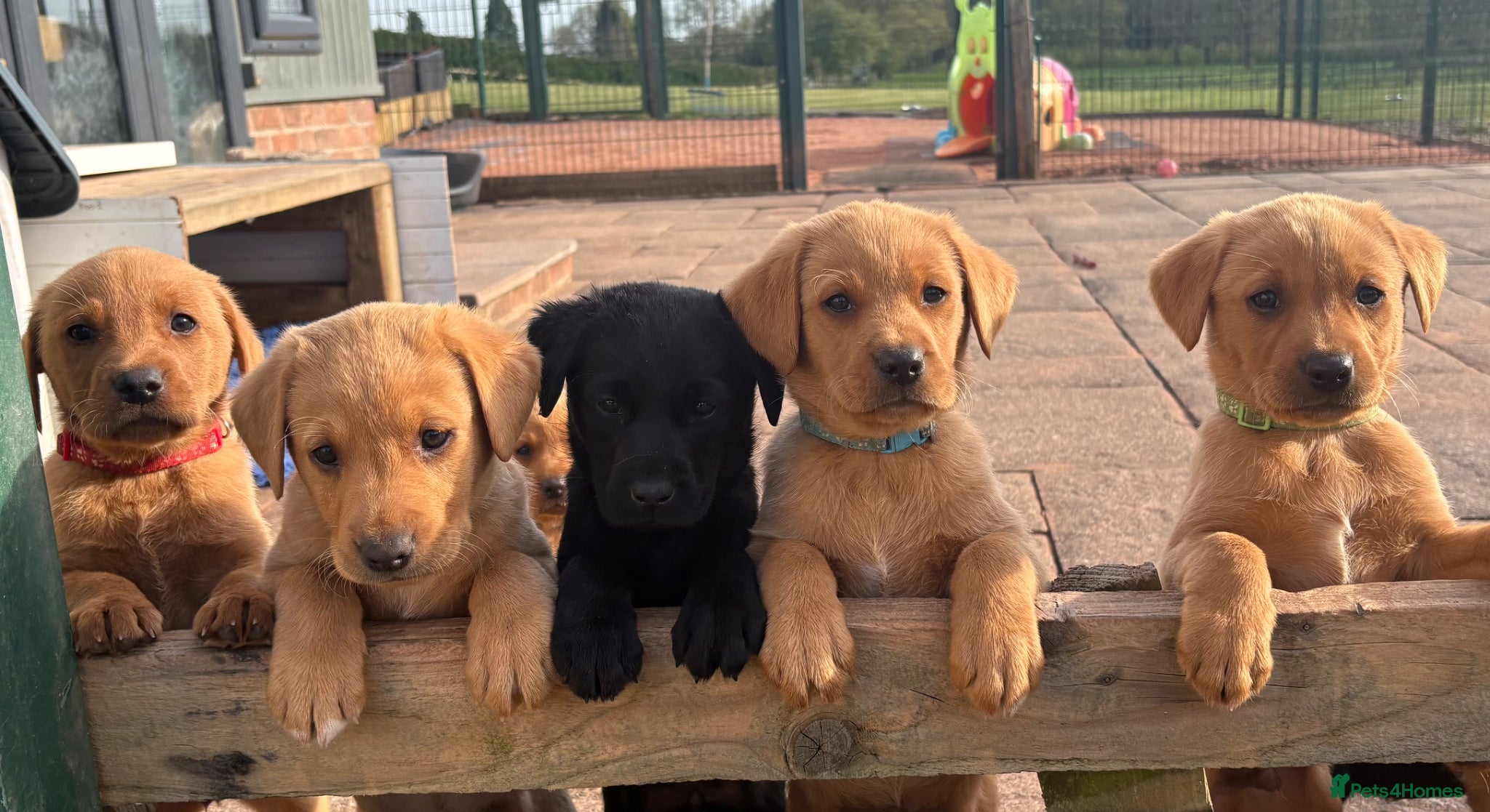 Labrador Retriever dogs Gorgeous KC  Fox Red pups for sale - Advert 1