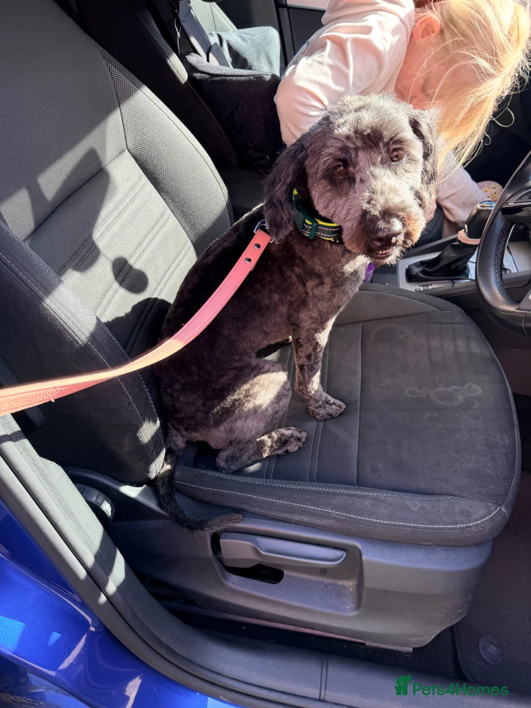 Cockapoo dogs for sale: 2yr old female cockapoo - Advert 4