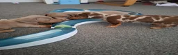 Miniature Dachshund dogs for sale: Miniature Dachshund  - Advert 8