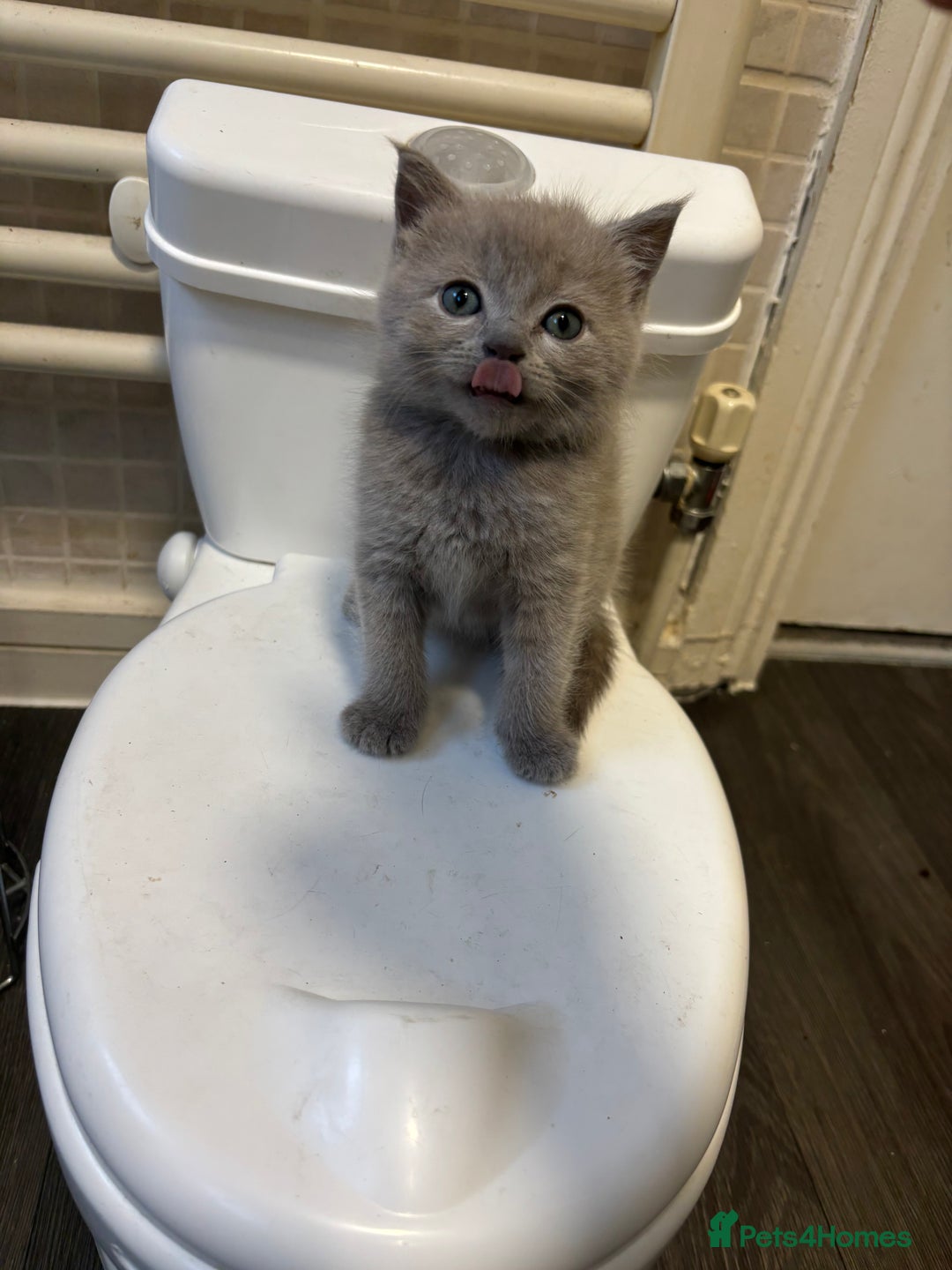 Persian cats for sale: 3x beautiful kittens for sale  - Advert 2