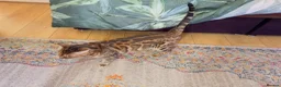 Bengal cats for sale: Ticca registered active male  - Advert 11