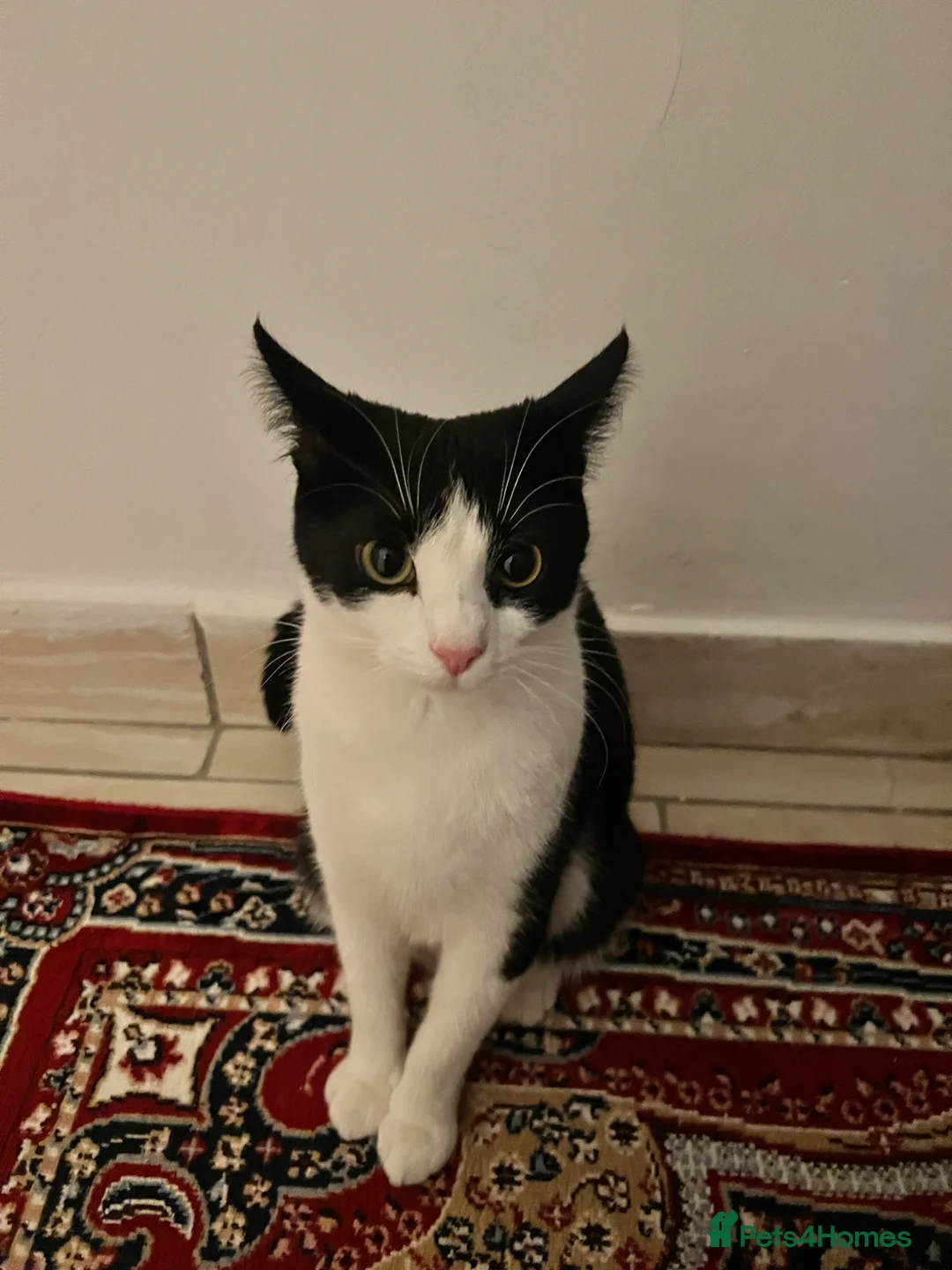 Mixed Breed cats for sale: Lovey mixed breed cat - Advert 2