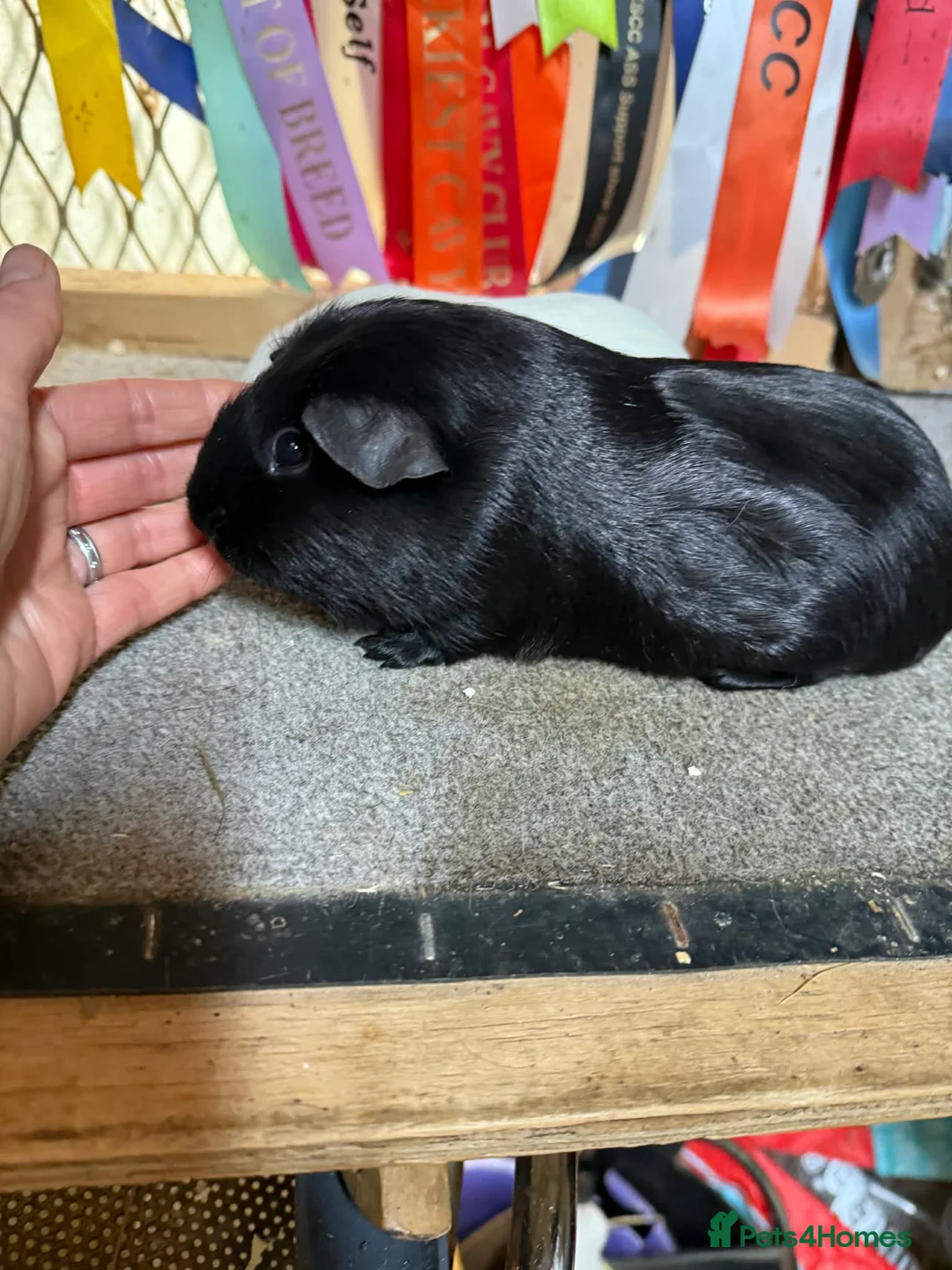 Guinea Pig rodents for sale: 2 x bonded baby boys  - Advert 5