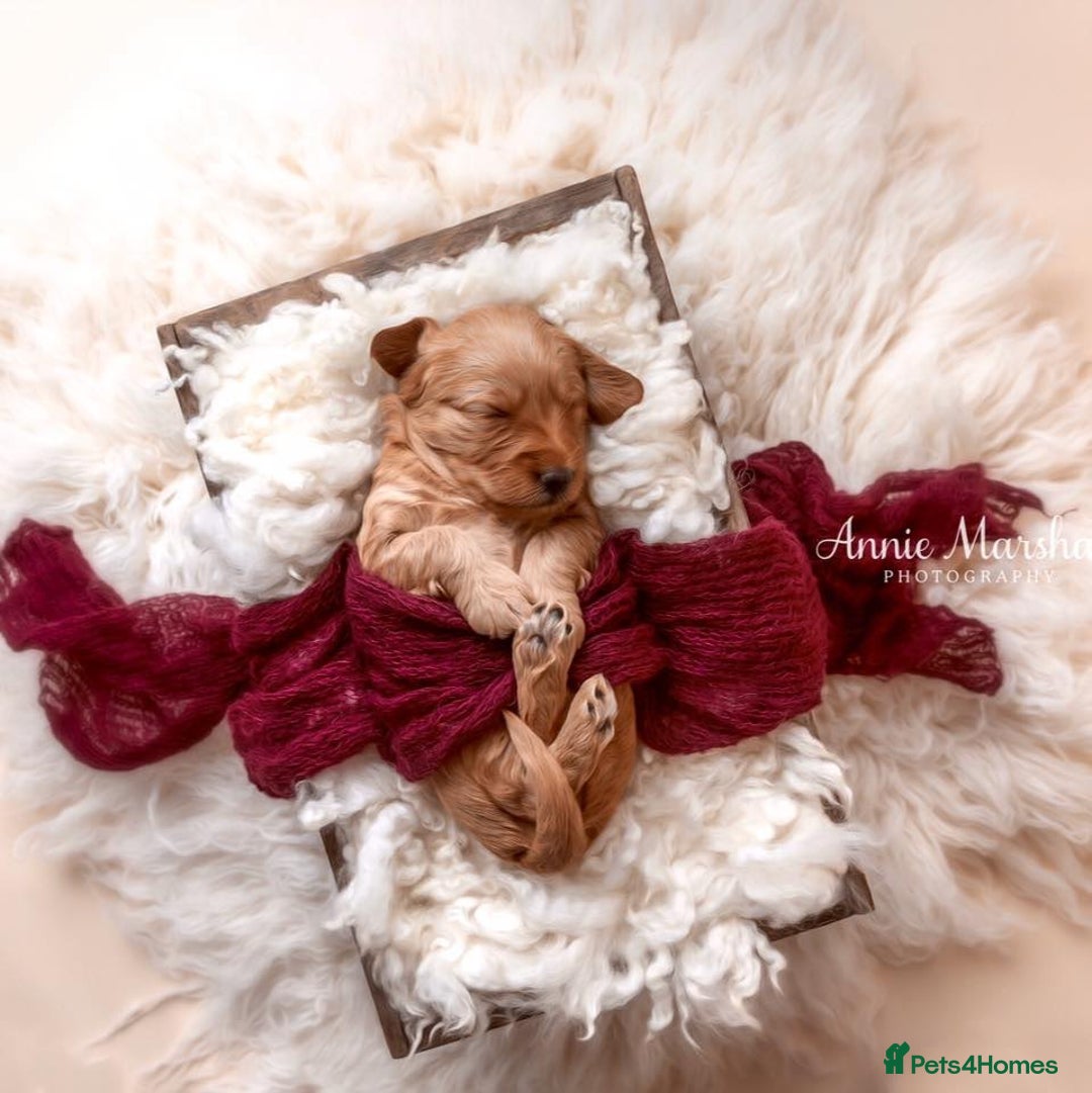 Mini Goldendoodle dogs for sale: F1 Mini's via Licensed Breeder & Police K9 Trainer - Advert 2