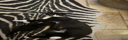 Mixed Breed cats for sale: Beautiful black and white kittens - Advert 7