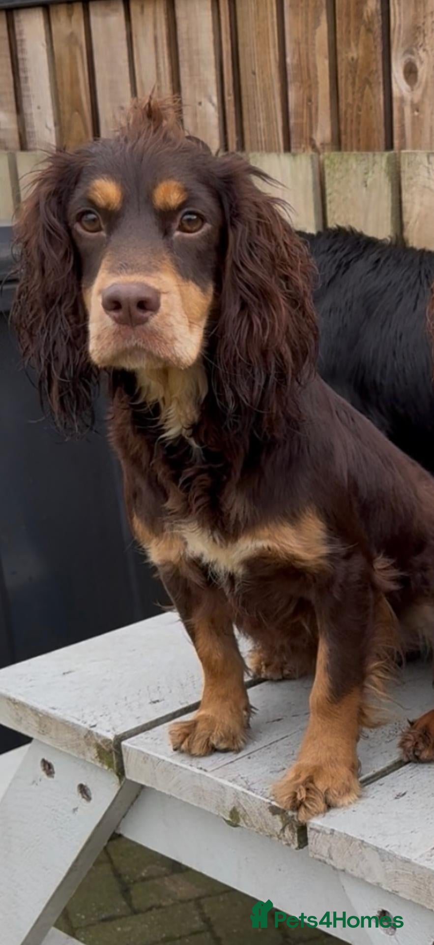 Cocker Spaniel dogs Kc Reg Brown/Tan And TriColour Working Cocker Pups - Advert 2