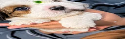 Shih Tzu dogs for sale: Beautiful Shih Tzu Puppies – Boys & Girls - Advert 39