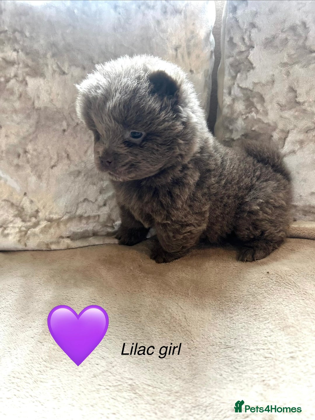 Chow Chow dogs for sale: Beautiful chow chow puppies 🥰 - Advert 3