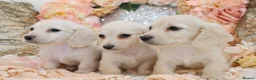 Miniature Dachshund dogs for sale: KC Cream Longhair Miniature Dachshund Puppies - Advert 11