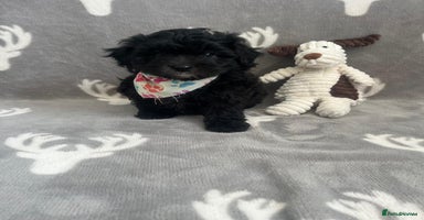 Maltipoo dogs - Advert 9