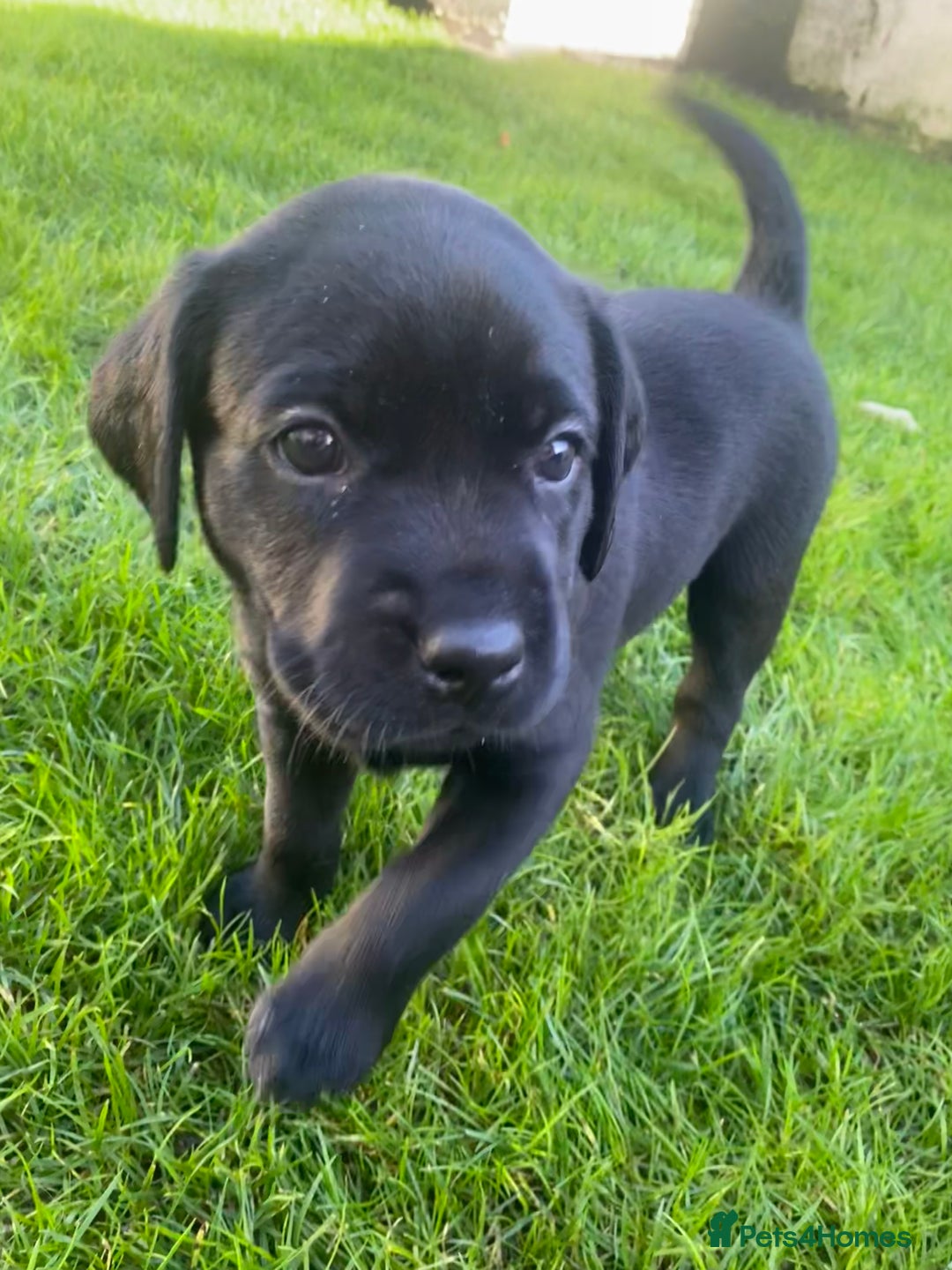 Labrador Retriever dogs for sale: Beautiful Labrador Puppies – 5 Girls & 3 Boys - Image 10