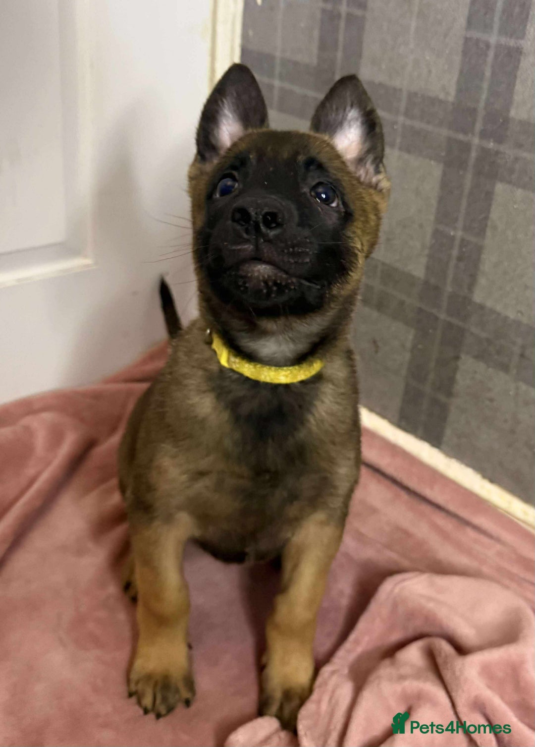 Belgian Shepherd Dog dogs for sale: 2 male puppies  - Advert 5