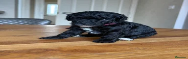 Toy Poodle (pink collar)