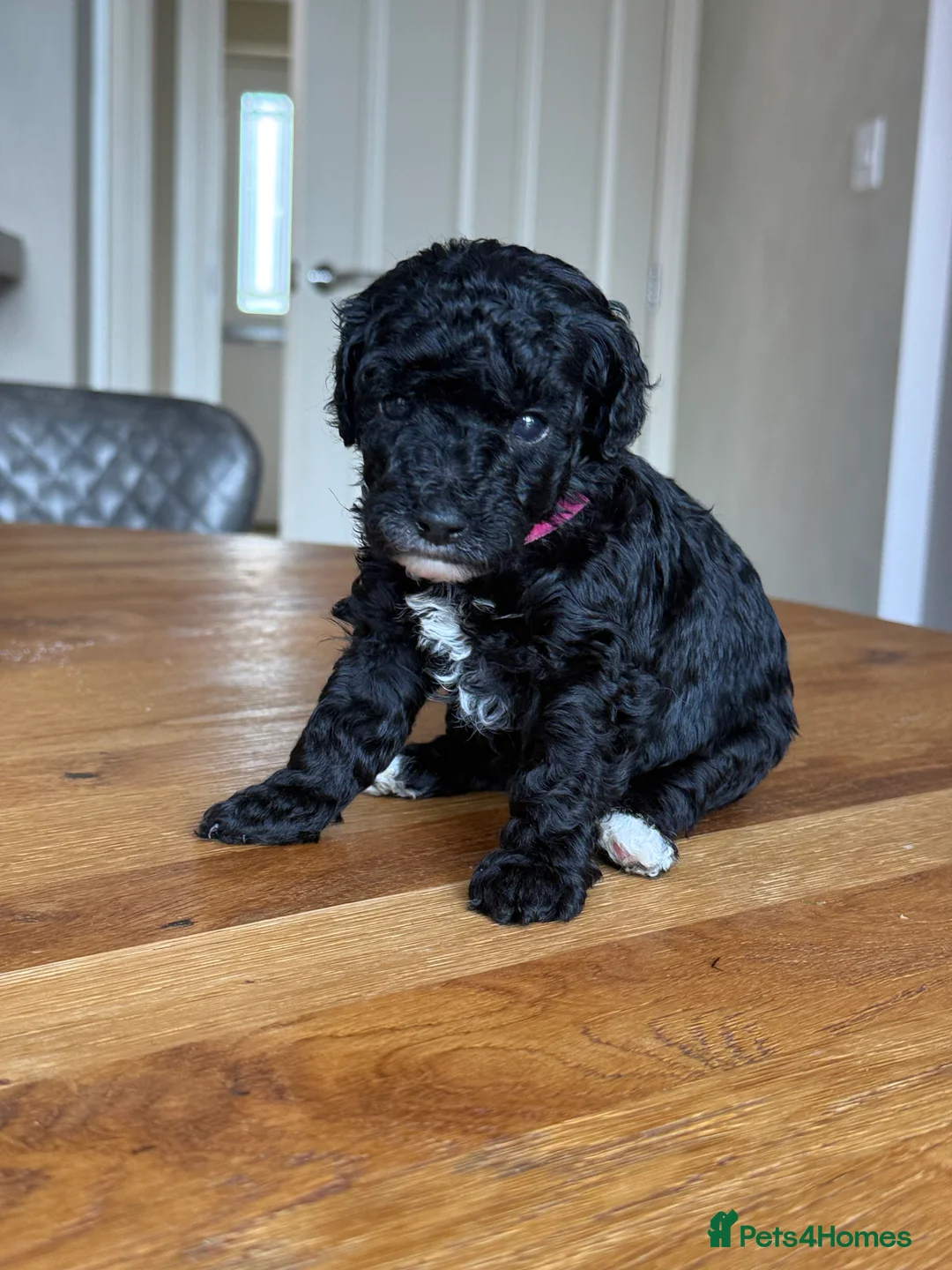 Toy Poodle dogs for sale: Toy poodles puppies  - Advert 12