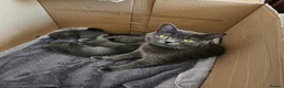 British Shorthair cats for sale: BRITISH SHORT HAIR BLUE EYES KITTENS - OLDHAM - Advert 5