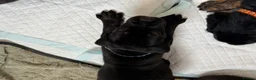 Mixed Breed dogs for sale: ❣️READY NEXT WEEK❣️Cane Corso cross ❣️ - Advert 34