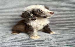 Cockapoo dogs for sale: Beautiful cockapoos looking for forever homes - Image 18