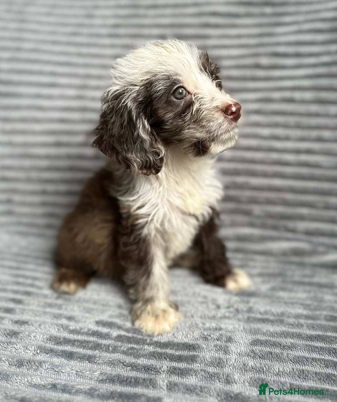 Cockapoo dogs for sale: Beautiful cockapoos looking for forever homes - Image 18