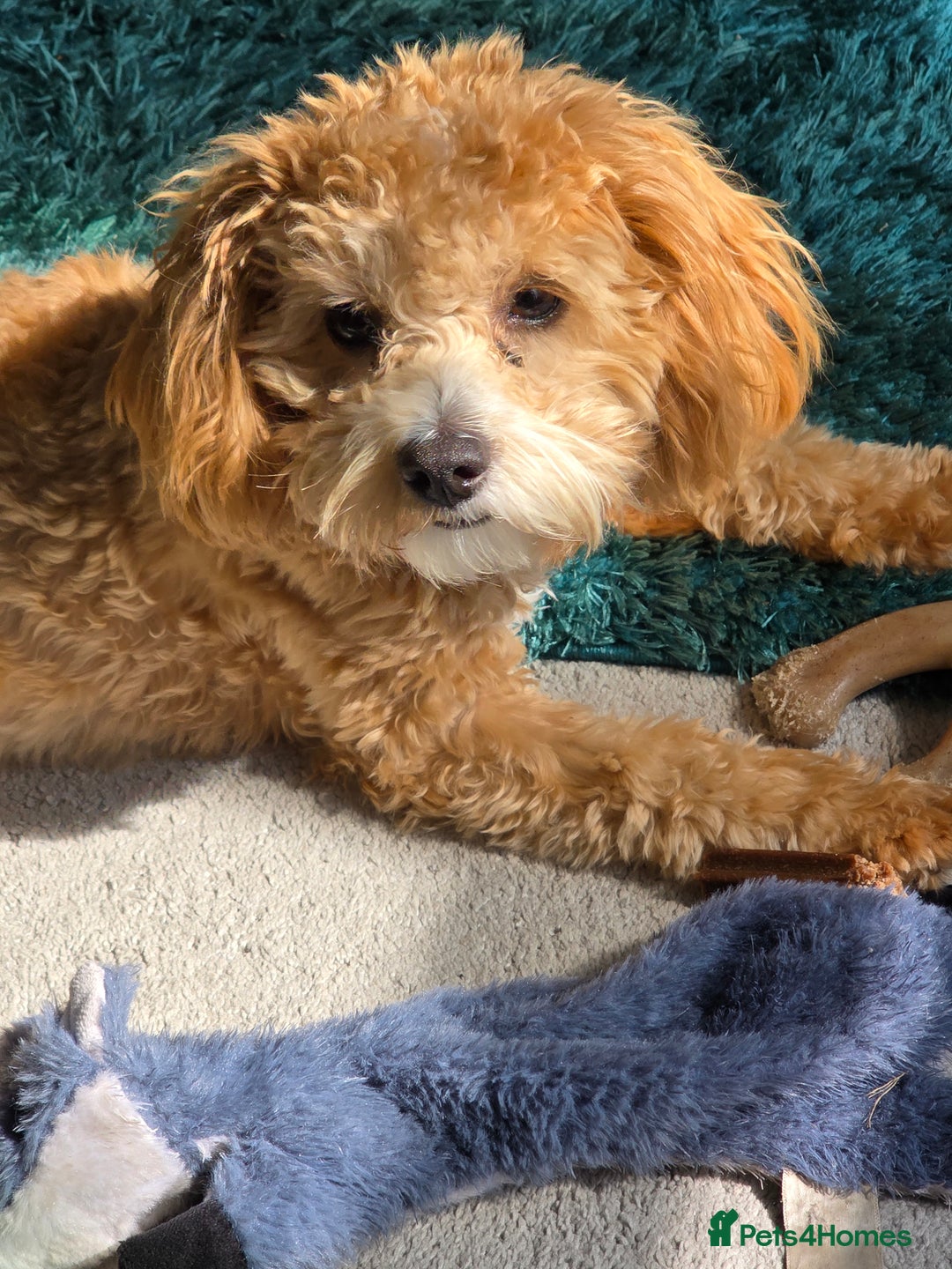 Mixed Breed dogs for sale: Shichonpoo - Advert 2