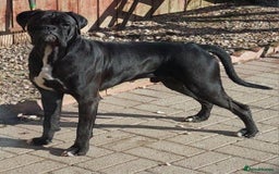 Boxer dogs for stud: Kc reg sealed boxer stud in Yarm - Image 1