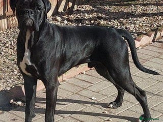 Boxer dogs in Yarm - Advert 8