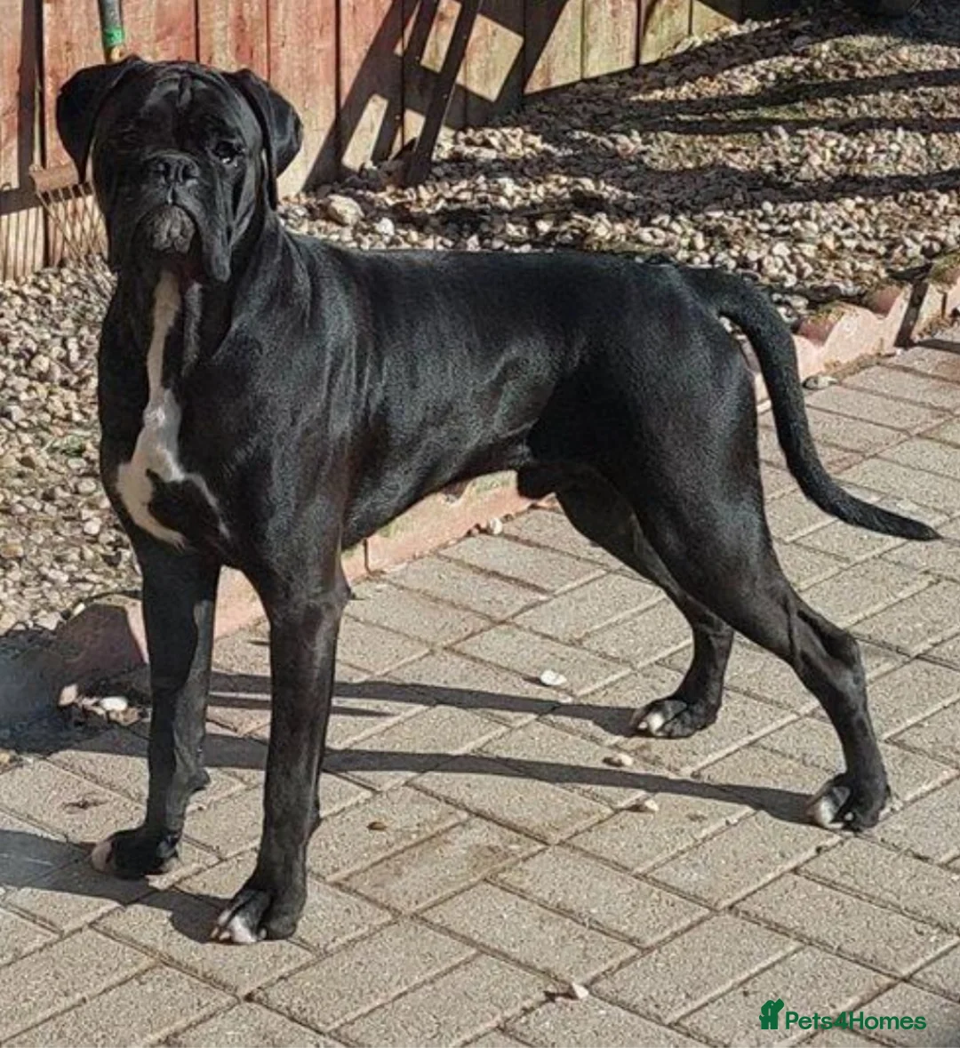 Boxer dogs for stud: Kc reg sealed boxer stud in Yarm - Advert 1