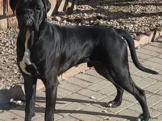 Boxer dogs Kc reg sealed boxer stud - Advert 2