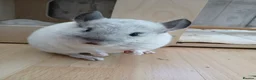 Chinchilla rodents for sale: 7 Month Old Neutered Male Chinchilla - Advert 4