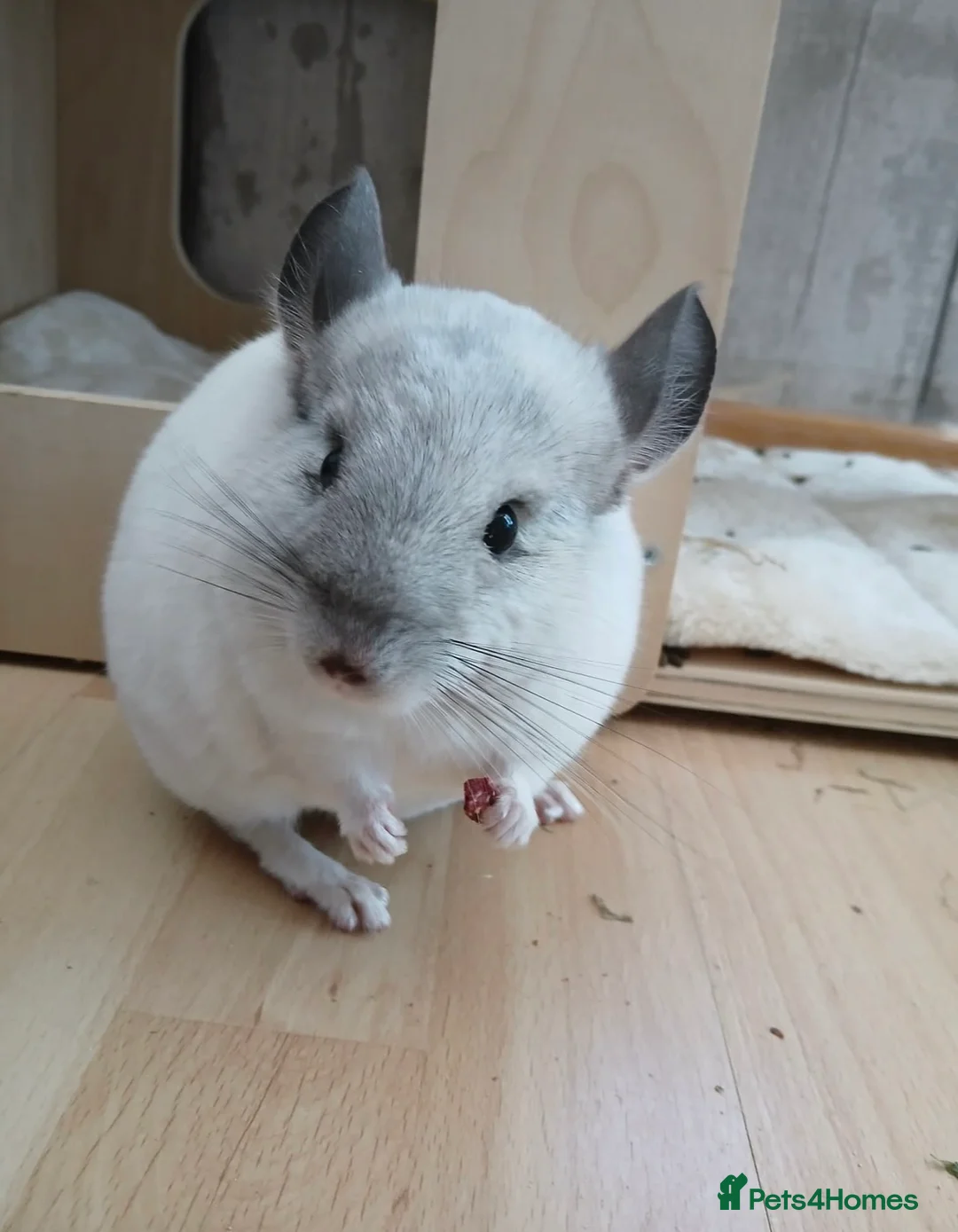 Chinchilla rodents for sale: 7 Month Old Neutered Male Chinchilla - Advert 4