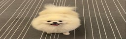 Pomeranian dogs for stud: Optic White/cream  true to type boy for stud only in Lanark - Advert 4