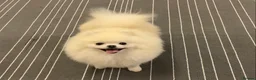 Pomeranian dogs for stud: Optic White/cream  true to type boy for stud only in Lanark - Advert 4