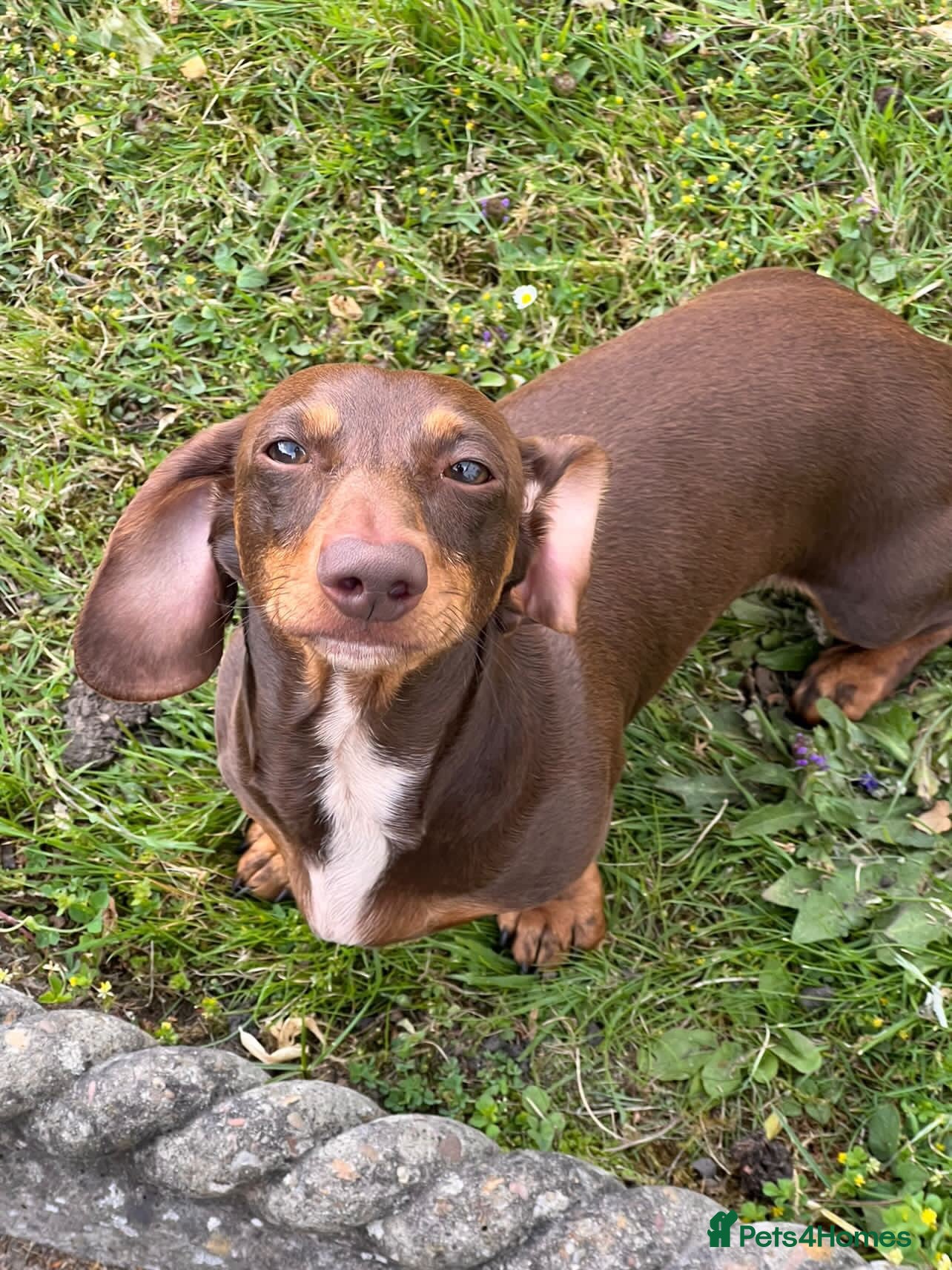 Miniature Dachshund dogs Perseus- KC Miniature Smooth-Haired Dachshund Stud - Advert 16