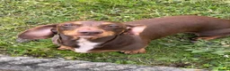 Miniature Dachshund dogs for stud: Perseus- Miniature Smooth-Haired Dachshund Stud - Advert 3