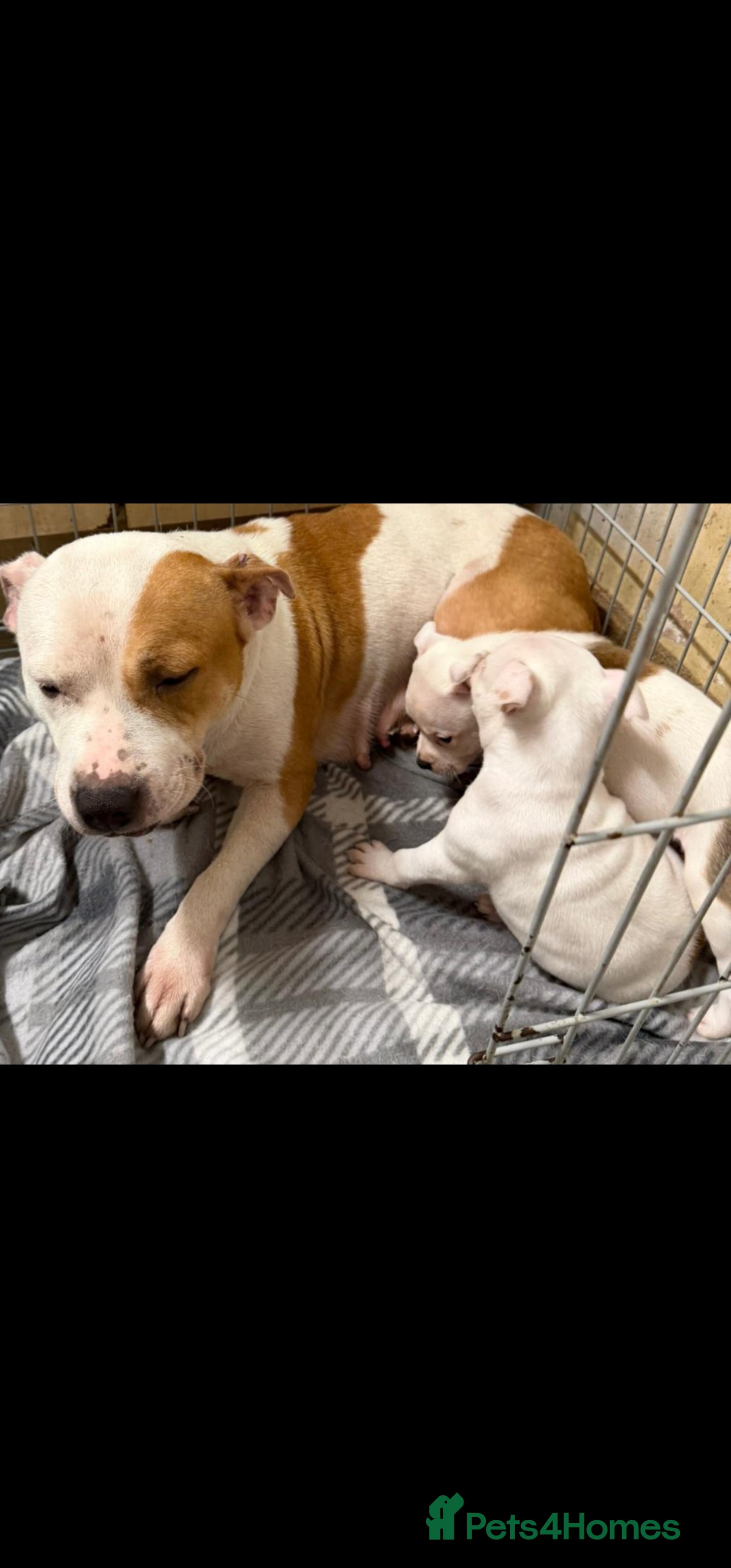 Staffordshire Bull Terrier dogs Staffy pup  - Advert 1