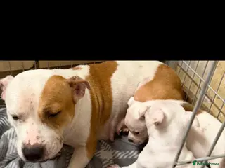 Staffordshire Bull Terrier dogs Staffy pup - Advert 1