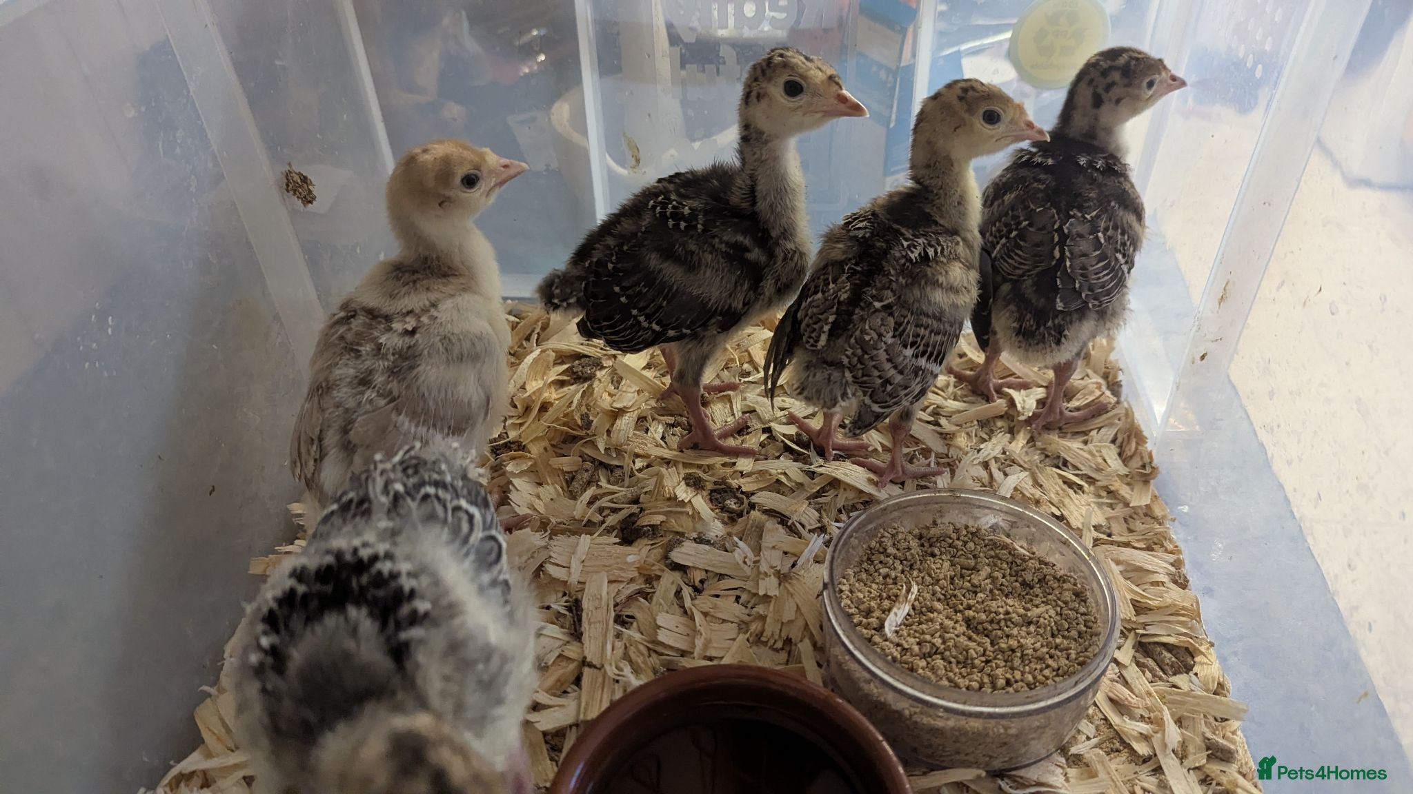 Turkeys poultry Unsexed Norfolk Bronze Turkey Poults  - Advert 1
